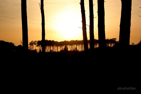 Pinien im Sonnenuntergang